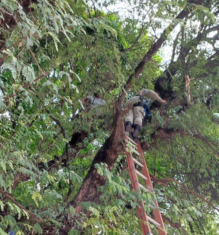 Paciente do Areolino de Abreu sobe em árvore e é salva pelo Corpo de Bombeiros